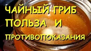 Чайный гриб полезные свойства и противопоказания.