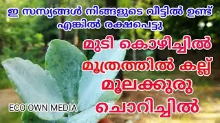 Ayurvedic Plants For Hair Loss, Kidney Stone, Piles, Itching | ഒന്ന് പരീക്ഷിച്ചു നോക്കു