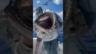 Зубатый Тунец в Индийском Океане . Ловили такого? 