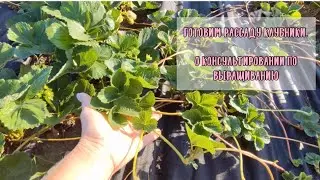 🍓Готовим рассаду🍓 Про агросопровждение. 4.07.2024г. Ставрополь.