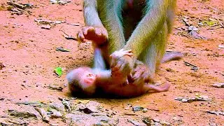 Tiny Monkey S/uffers Without Mother's M/ilK