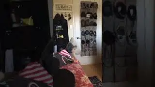 This dog was watching a scary movie until it got scared 😂