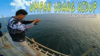 Apapun bisa terjadi❗Mancing pakai umpan udang hidup di bagan marunda