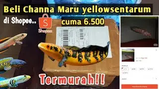 Nyoba BELI CHANNA YELLOW SENTARUM DI SHOPEE || CUMA 6000 an, Termurah!!