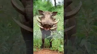 Adorable warthog (Pumba) eating marula fruit - enjoy the noms #animals #wildafrica #lionking #pumba