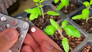 Сам Поражен! 1 Таблетка на литр воды и Даже Хилая Рассада Укрепляется, Толстеет и Прет Во Всю!