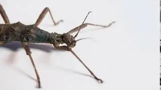 17 macro shot of an adult female of trachyaretaon brueckneri phasmid or walking stick from the phil