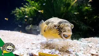 Murphy The Mbu Puffer - Aquarium Co-Op