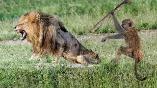 Terrible Fight Between Lion and Baboon! Lions And Baboons Kidnap Each Other's Cubs For Revenge