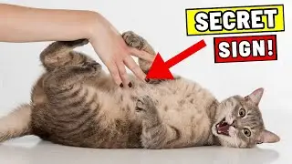 11 Signs Your Cat Is Crazy About You