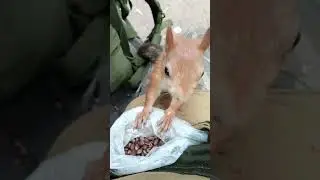 Ушастик любит орехи из моего кармана / Ushastik loves nuts from my pocket