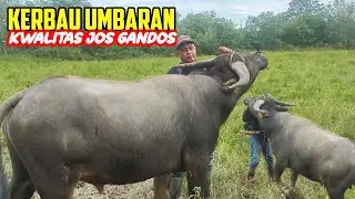 LIAT KOLEKSI KERBAU MAS SALIM PART 2