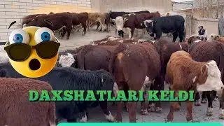 Rossiyadan Smentall Angus Greford buqalarni chempionlari keldi.