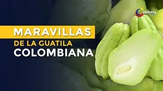 La guatila colombiana: ¿Para qué es y cuáles son sus grandes maravillas?