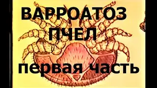 Варроатоз пчел. Морфология и биология. Признаки заболевания. Методы диагностики