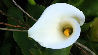 CALLA LILIES PROPAGATION FROM BULBS | ZANTEDESCHIA PLANT