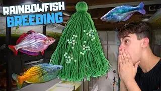 Breeding Rainbowfish! 3 Different Types (Boesemani, Praecox & Turquoise) - Day in the Fish Room #44