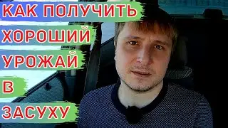 Особенности возделывания полевых культур в засушливых условиях