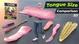 Tallest Tongue size Comparison | Size Comparison of Tongue