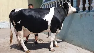 Juda Kotta Sigirlar Keldi 40 L Sutli Mollar