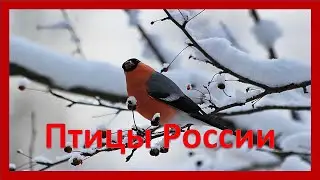 Птицы России. Окружающий мир. Фауна