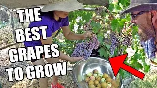 What's The Best Grape Vine To Grow At Home For Eating? Our Pick 🍇