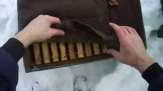ОБЛЁТ ПЧЁЛ В ЯНВАРЕ , ПРОВЕРКА СЕМЕЙ. 13.01.2019.