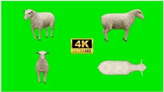 sheep green screen 🐑 green screen video 🐑 2023 4k 🐑#4