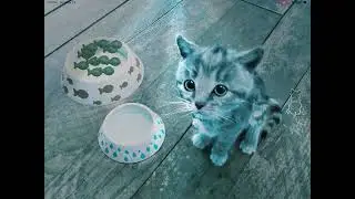 Finleytdm5 plays little kitten