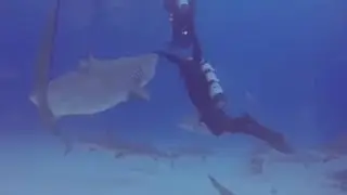 Diver Prevents Potential Tiger Shark Attack
