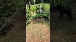 New puppy thinks the water hose is a toy 