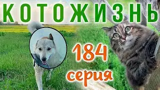 ПРОБУЕМ СЫРЫ, СМОТРИМ БОИ БЫКОВ.. В ОБЩЕМ, НЕ СКУЧАЕМ!😻КОТОЖИЗНЬ!