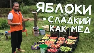 Самогон из яблок. КАЛЬВАДОС на медном аламбике Доктор Губер