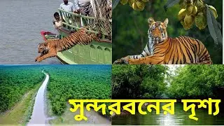 বিশ্ব ঐতিহ্যের সুন্দরবন !! ভয়ঙ্কর সুন্দরবনের অজানা তথ্য যা অনেকর অজানা !! SUNDARBAN | Documentary