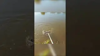 Полное видео уже на канале Fishing in Astrakhan today.#shorts