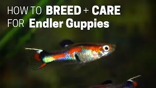 How to Care for Endler's Livebearer Guppies