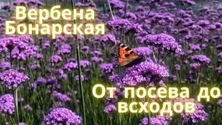 Вербена Бонарская.  От посева до всходов.