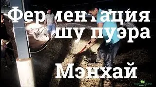 Как делают чай шу пуэр. Нюансы технологии. Уезд Мэнхай, Юньнань