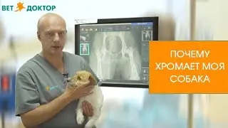 Почему хромает моя собака?