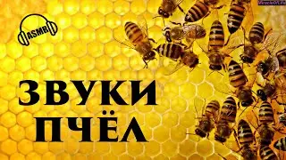 ЗВУКИ ПЧЁЛ !!! 30 минут улетного веселья !!! АДСКИЕ ЗВУКИ !!!