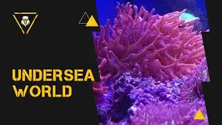 unique UNDERWATER world #sea #corals #water