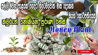 දවස් දෙකෙන් ඔබව කෝටිපතියෙක් කරවන Money Plant | Secret of the money tree #moneyplant #srilanka #money