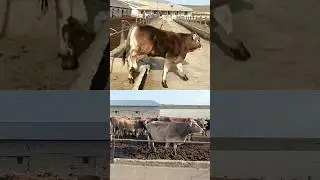 25 млн дан бошлаб етук бугоз швед сигирлар фермадан сотилмокда 