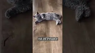 КУДРЯВЫЕ коты из Японии: Это просто шик