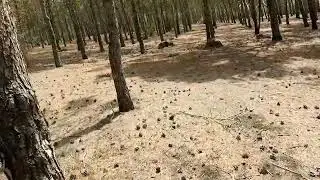 محميات طبيعية غابة شياضمة البيرجديد