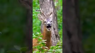 У меня их трое-целый оркестр😅 