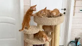 SAND CATS AND MAINE COON KITTENS PLAY WITH A NEW GAME COMPLEX