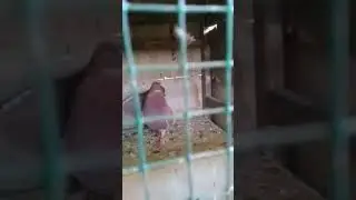 Ngintip Lagi ngewe !!