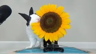 Rabbit eating sunflower ASMR