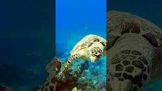 #cozumel #turtle #saltlife #scubadiving #natgeo #discovery